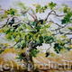 Fig Tree