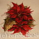 Poinsettias