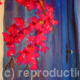 Bougainvillea and Blue…