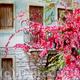 In Full Bloom