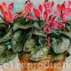 Cyclamen