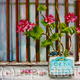 Feta tin with Geraniums