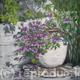 Oil Jar, Skiathos,Greece