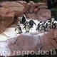 Penguins - Las Vegas