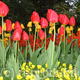 Holland Tulips