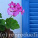 Pink Blue
