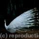 Peacock 001