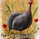 Guinea Fowl