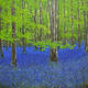 bluebell wood
