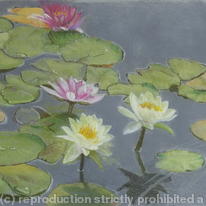 Waterlilies