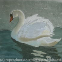 The Swan