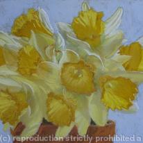 Daffodils