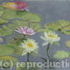 Waterlilies | | | Pastel Waterlilies