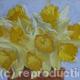Daffodils