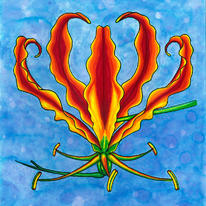 Flame Lily