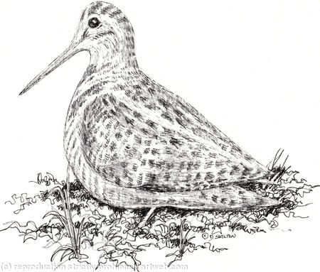 Woodcock image for bespoke shoot card