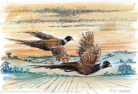 Morning Flight coloured artwork for a shoot card