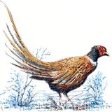 Pheasant in winter greeting card - pencil, pen and watercolour