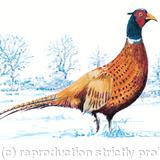 Standing Pheasant winter image - pencil pen and watercolour