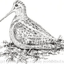 Woodcock image for bespoke shoot card