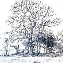 The old oak Example of artwork for shoot cards