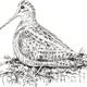 Woodcock image for bespoke…