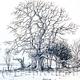 The old oak Example…