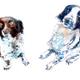Two spaniels card for…