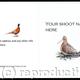 Shoot card (A) Woodcock…