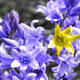 Mellow Yellow