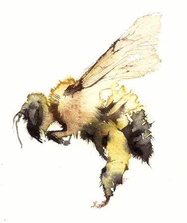 solo bumble KO12