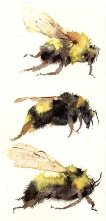 three bumble bees KO14