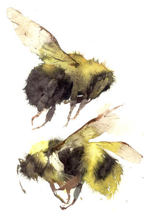 two bumble bees KO15