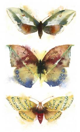 KO.24 butterflies  moths 7