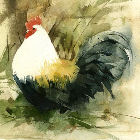 KO.71 wood cock