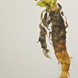 Swiss Chard - Watercolour