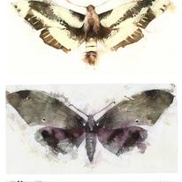 KO.34 butterflies  moths 2