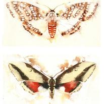 KO.32 butterflies  moths 4