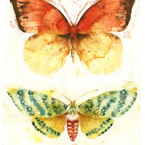 KO.40 butterflies  moths 6