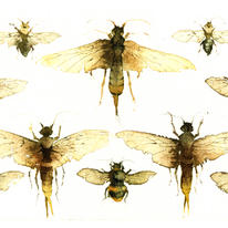 KO.25 sawflies  bumblebees
