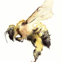 solo bumble KO12