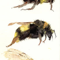 three bumble bees KO14