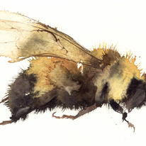 bee KO13