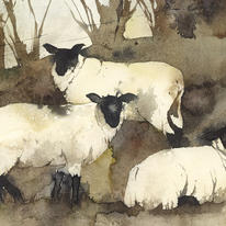 KO.17 winter sheep