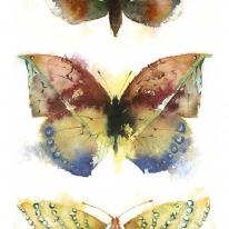 KO.24 three butterflies  moths