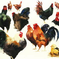 Chicken Sampler