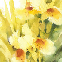 KO.96 cream iris