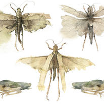 KO.57   locusts & crickets