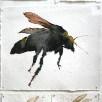 bee with hoverflies