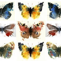 KO.43 butterfly case
